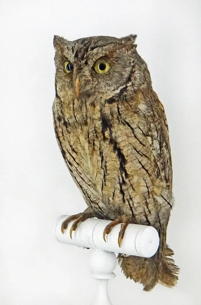 Natural History Museum of Nantes