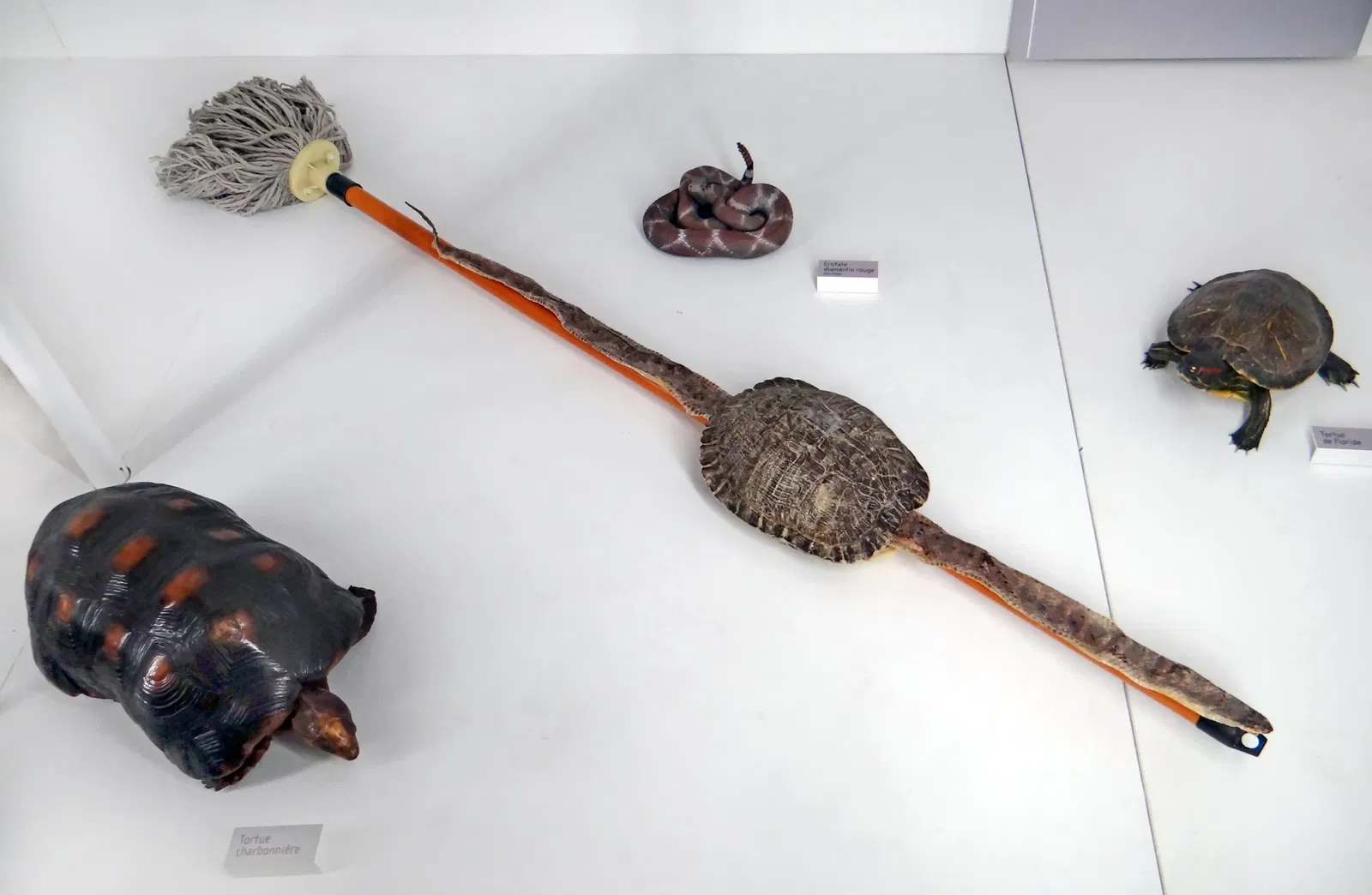 Natural History Museum of Nantes