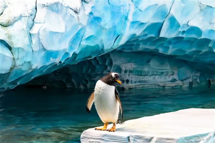 SeaWorld Abu Dhabi