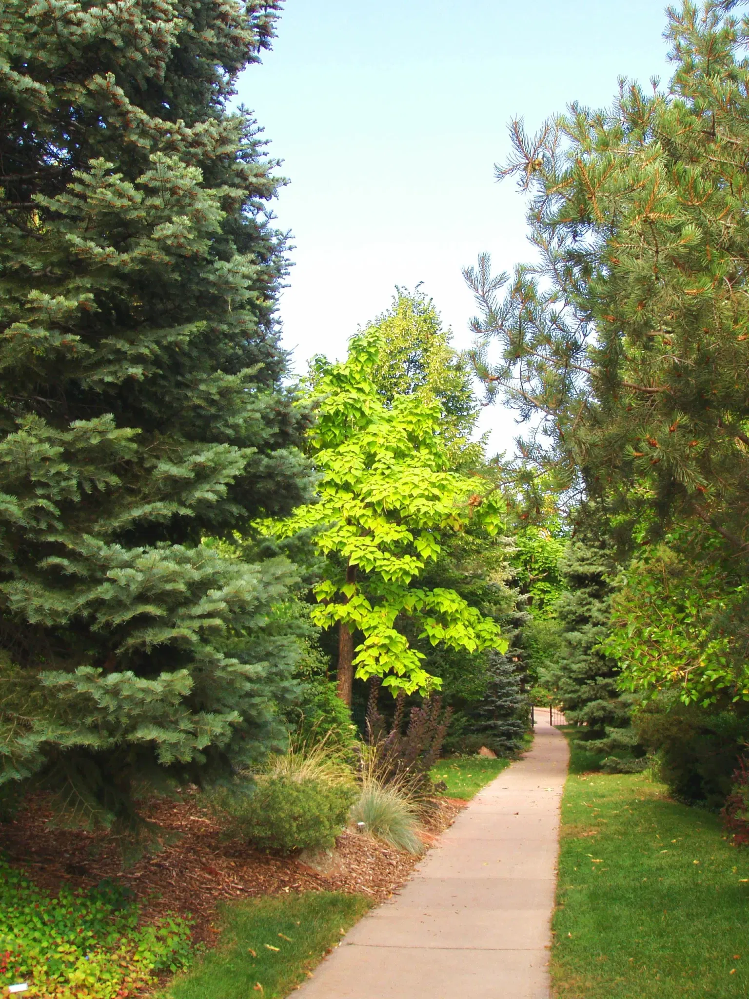 Andrews Arboretum