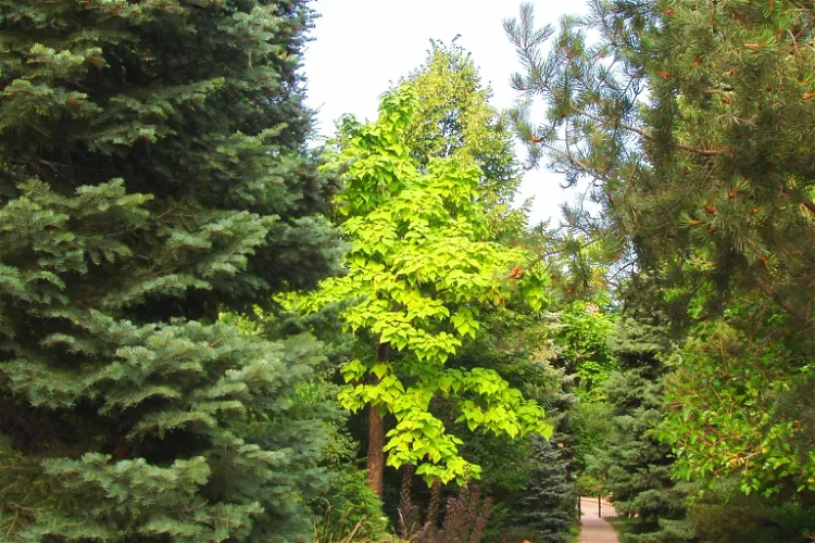 Andrews Arboretum