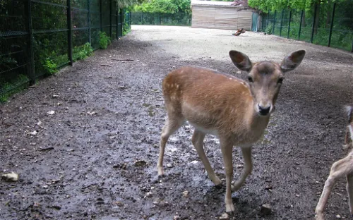 Parc Animalier Charles-Édouard Beltremieux