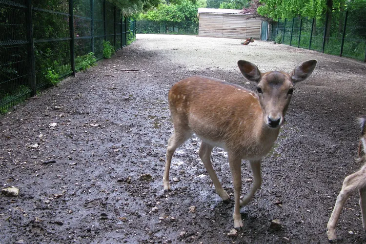 Parc Animalier Charles-Édouard Beltremieux