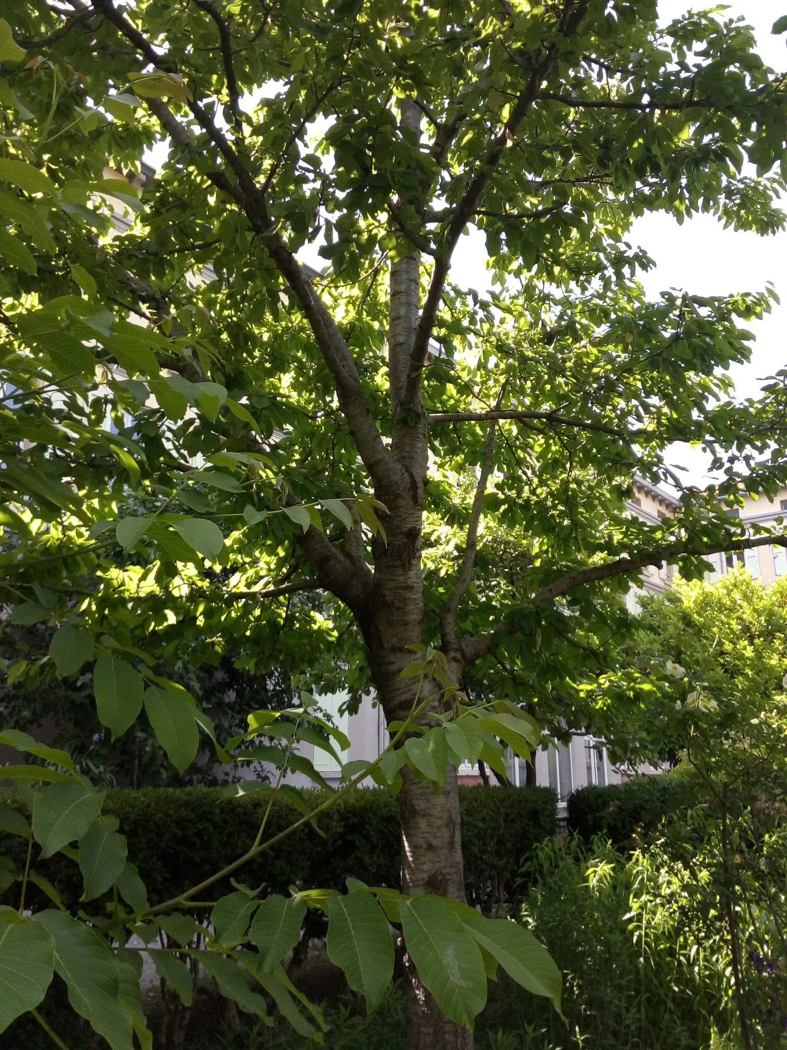 Jardin Botanique des Cordeliers
