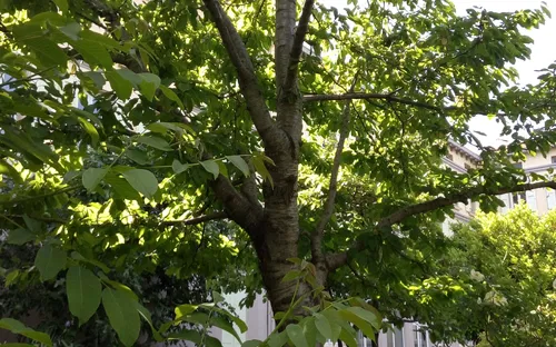 Jardin Botanique des Cordeliers