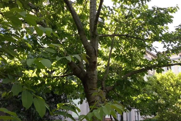 Jardin Botanique des Cordeliers