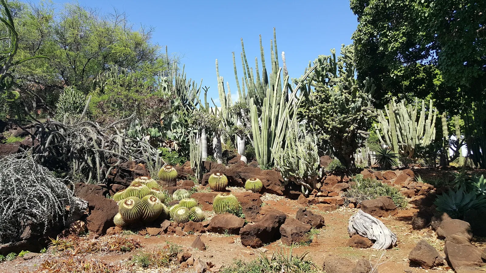 Kapiʻolani Community College Cactus Garden