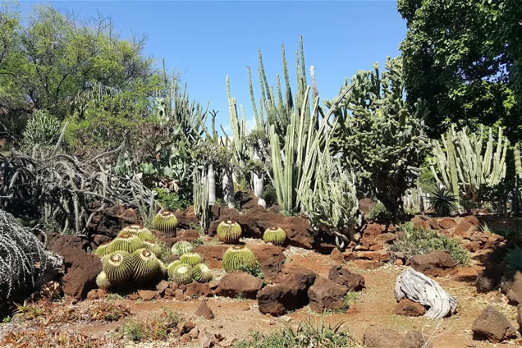 Kapiʻolani Community College Cactus Garden