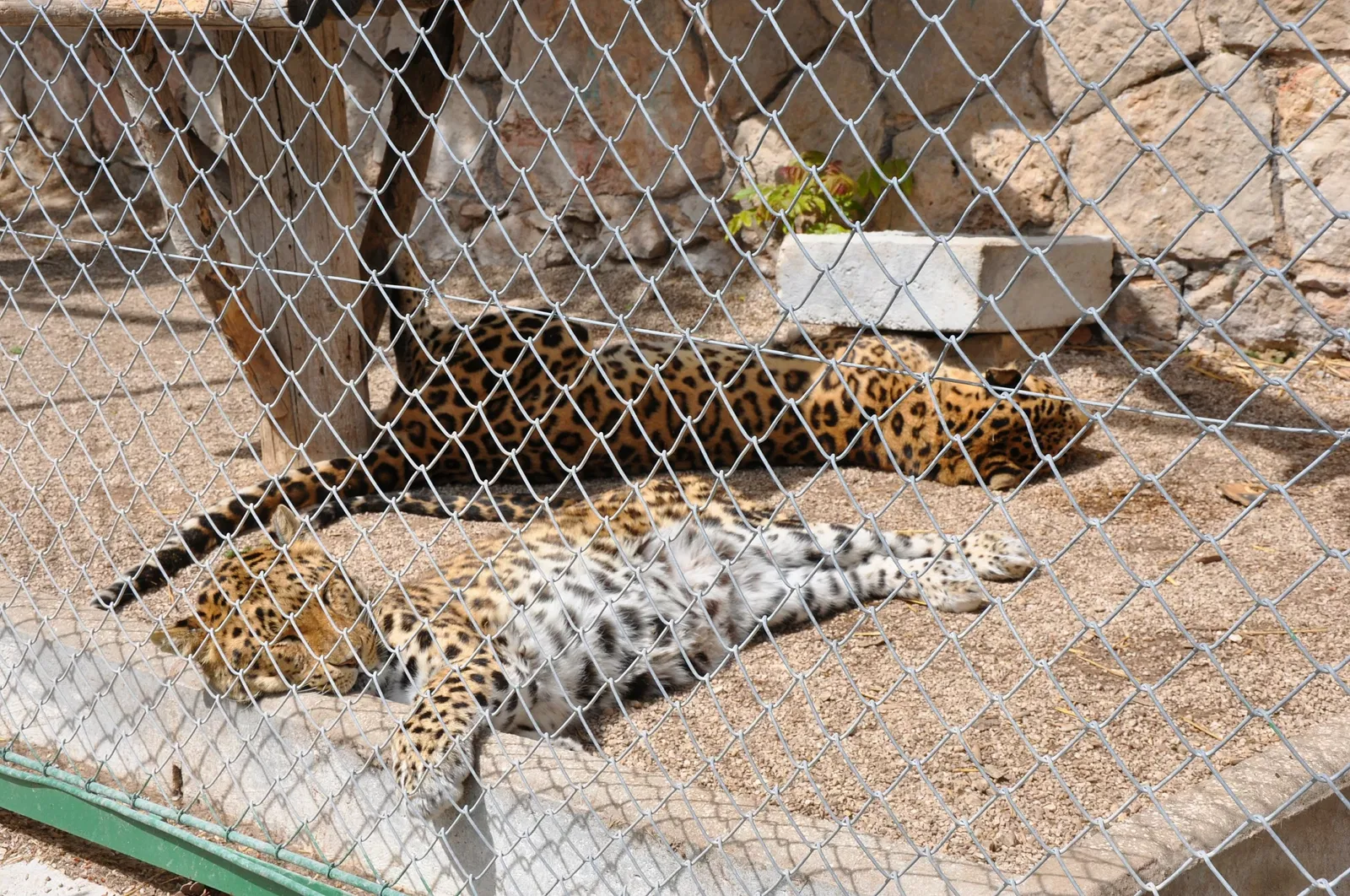 Parc Animalier du Mont Faron