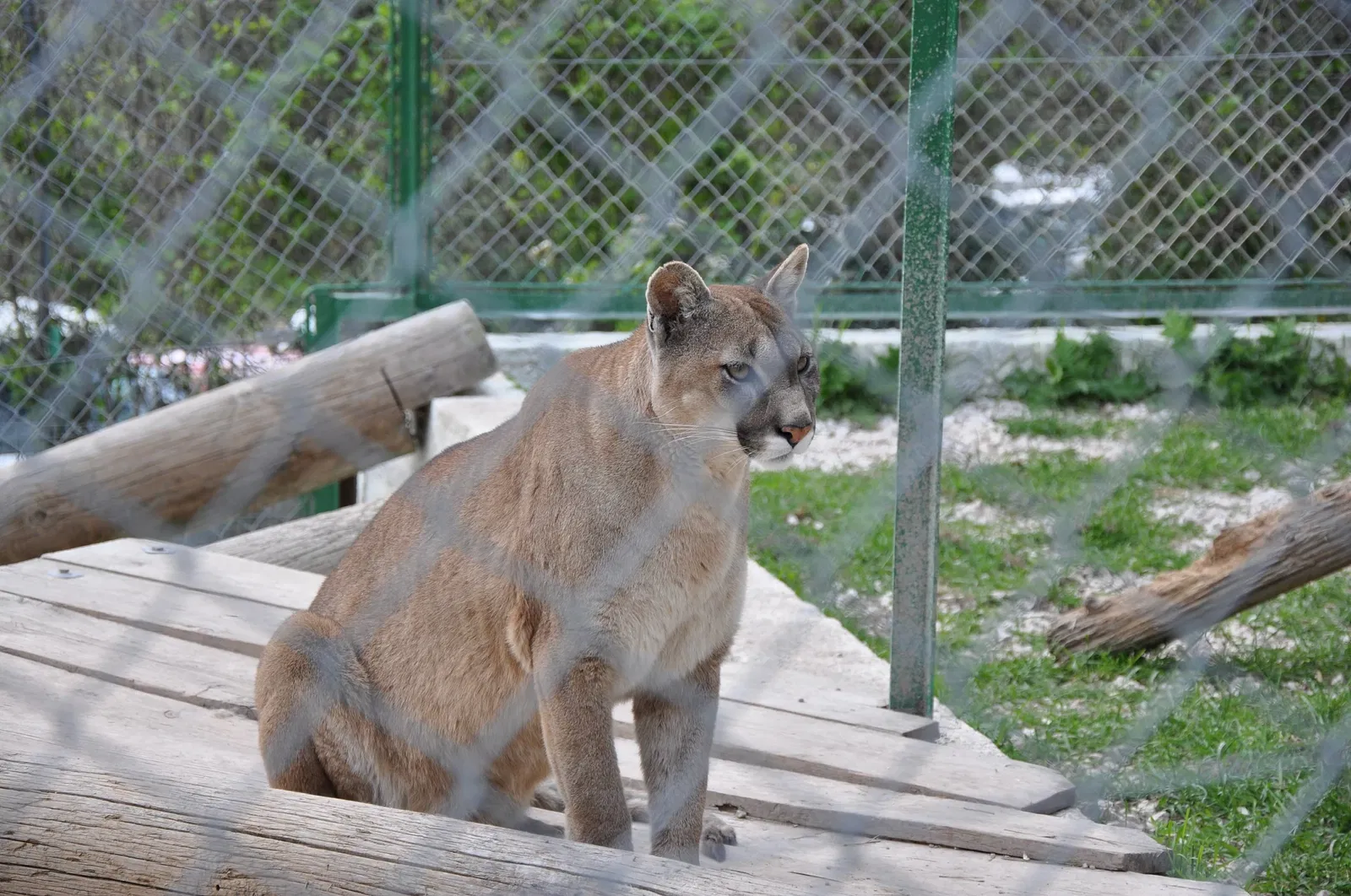 Parc Animalier du Mont Faron