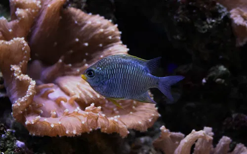 Aquarium de Dunkerque