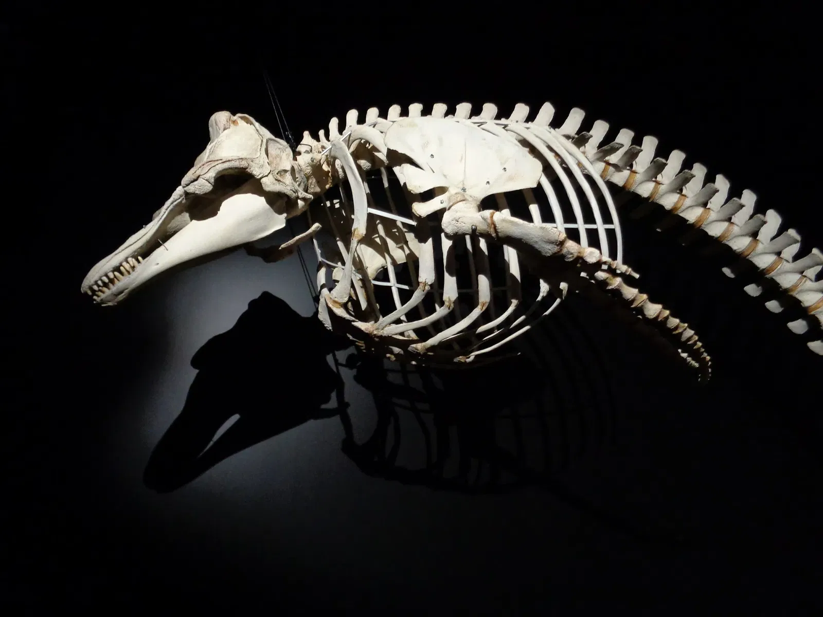 Natural History Museum