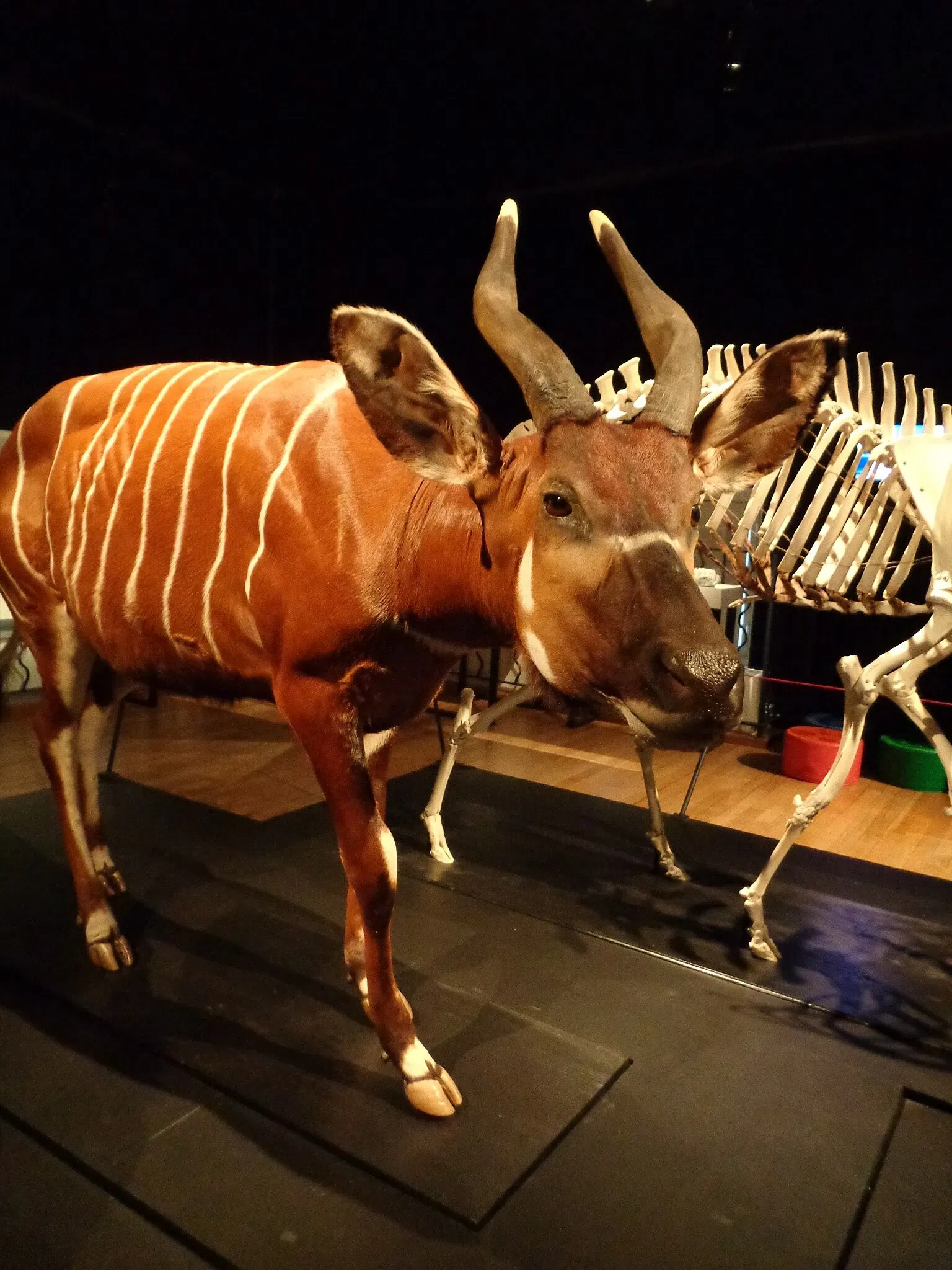 Muséum d'Histoire Naturelle