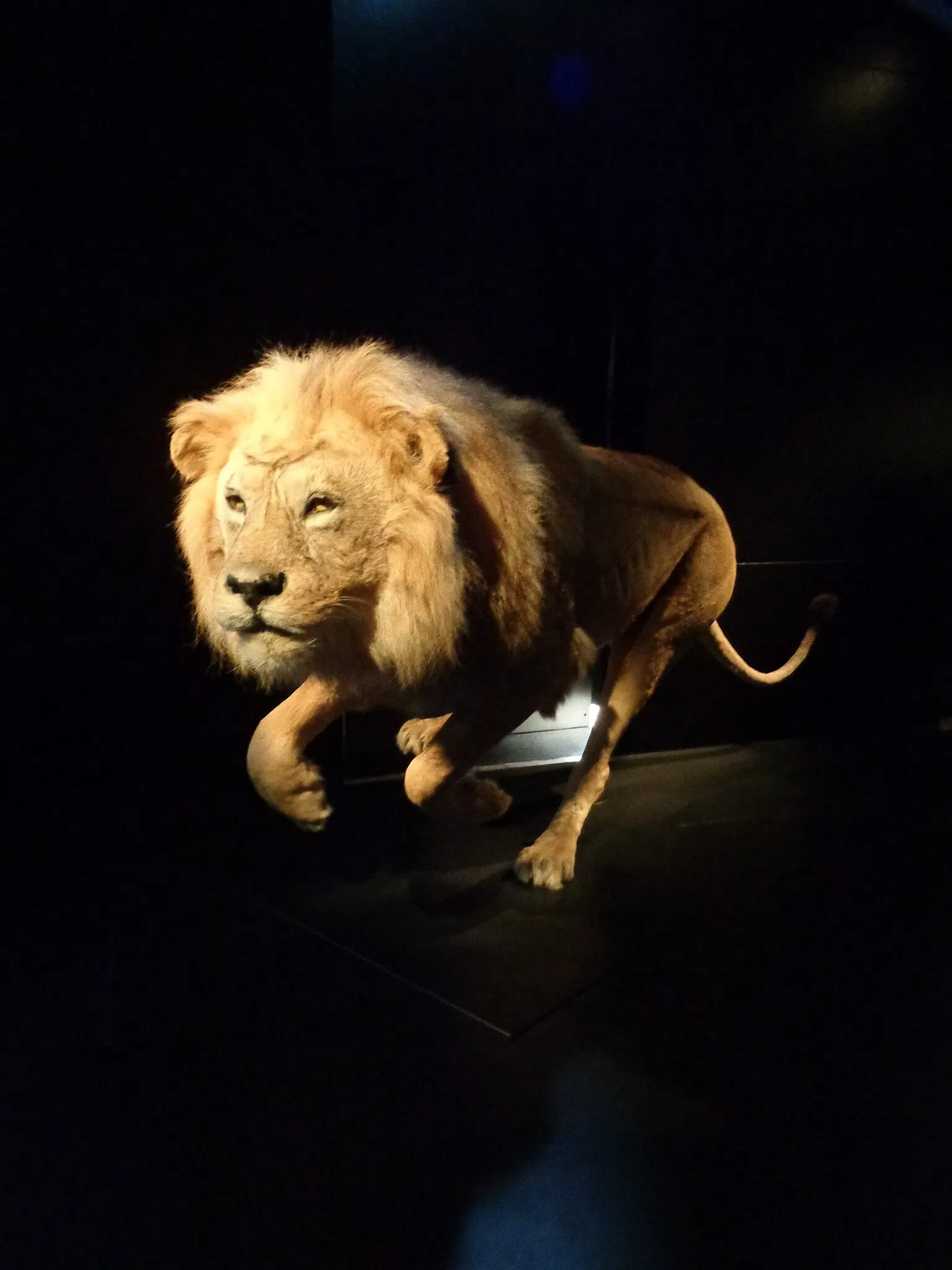 Natural History Museum