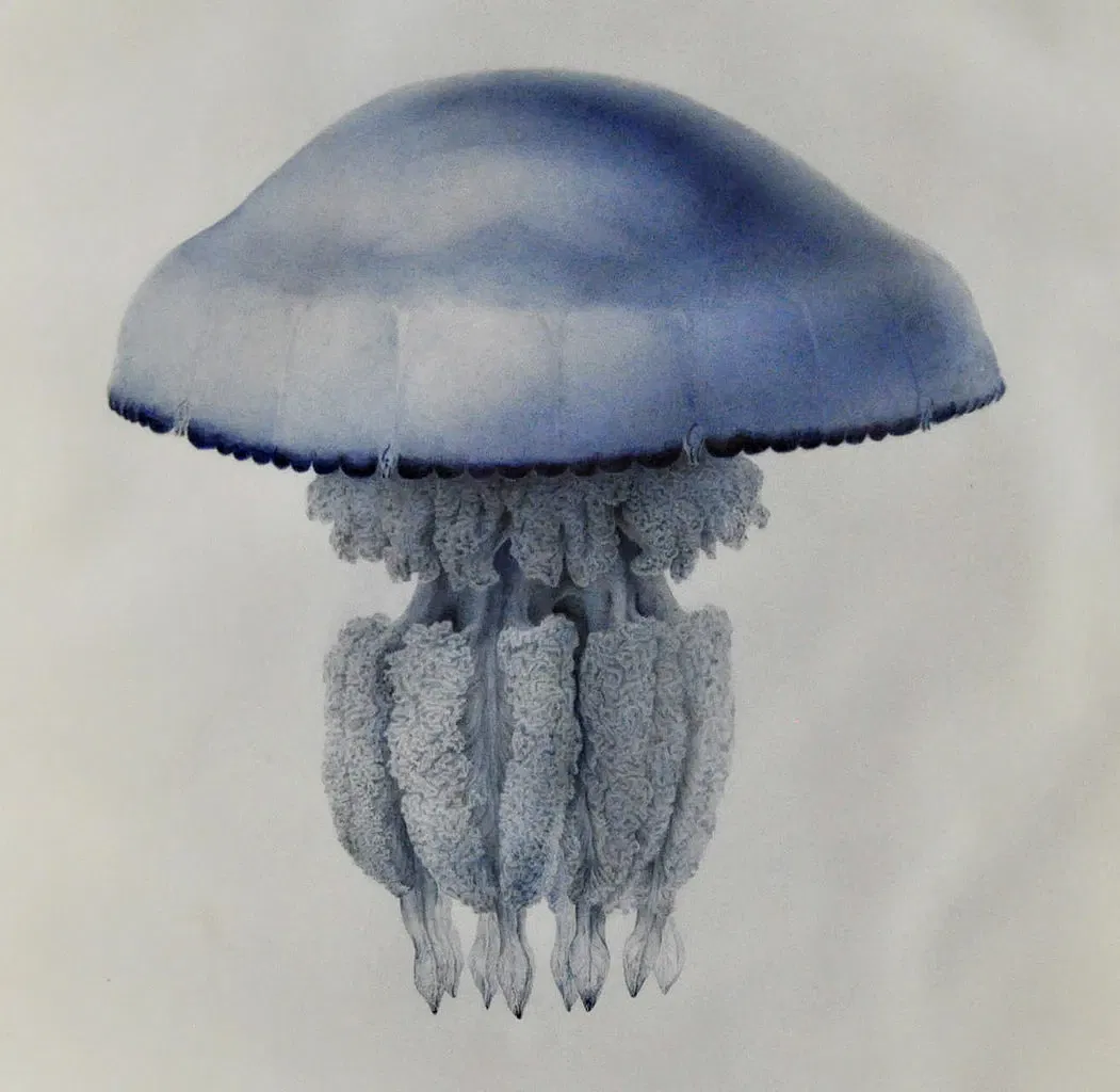 Muséum d'Histoire Naturelle