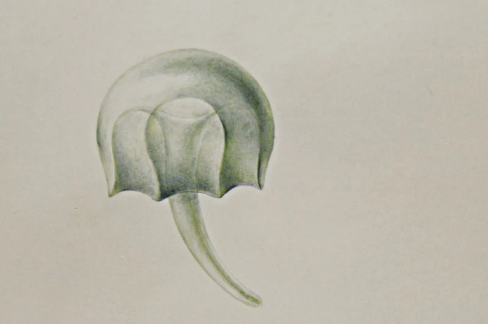 Muséum d'Histoire Naturelle