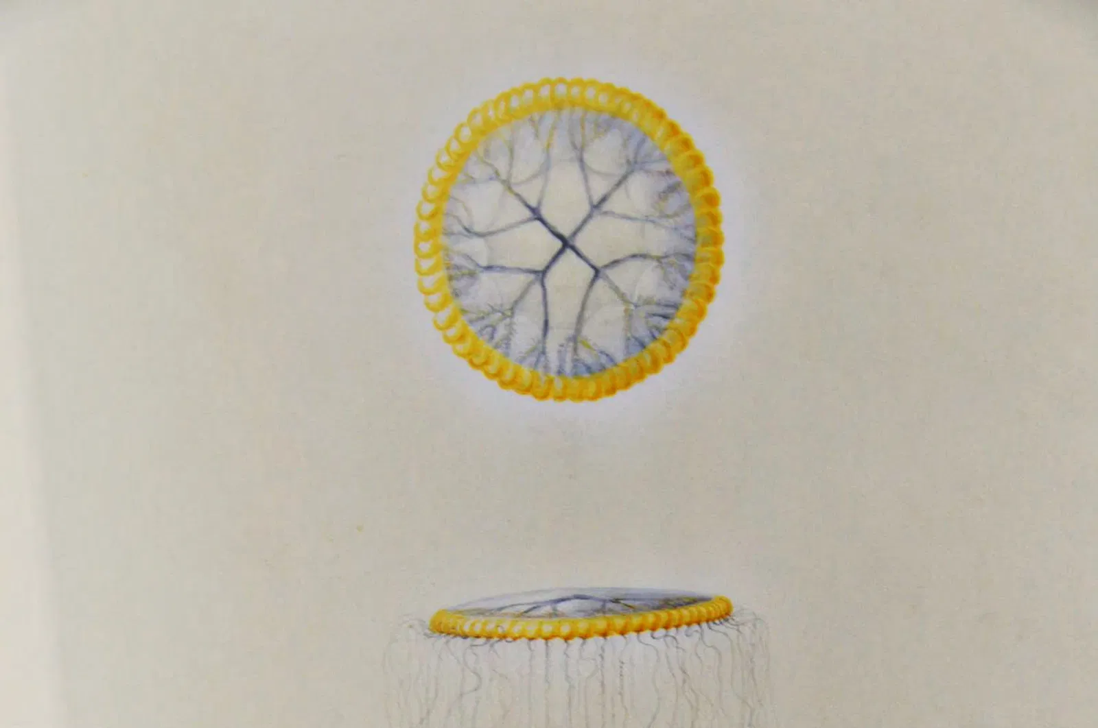 Muséum d'Histoire Naturelle