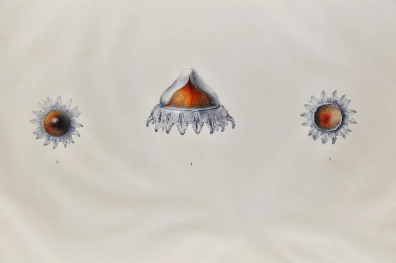 Natural History Museum