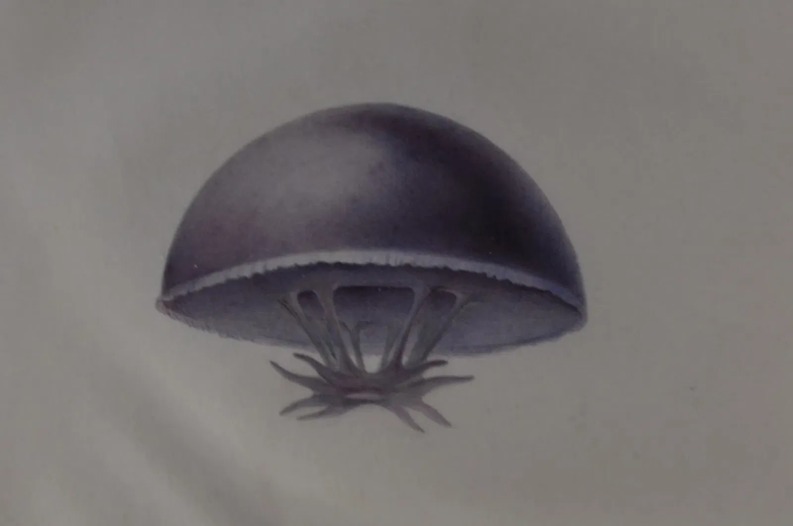 Natural History Museum