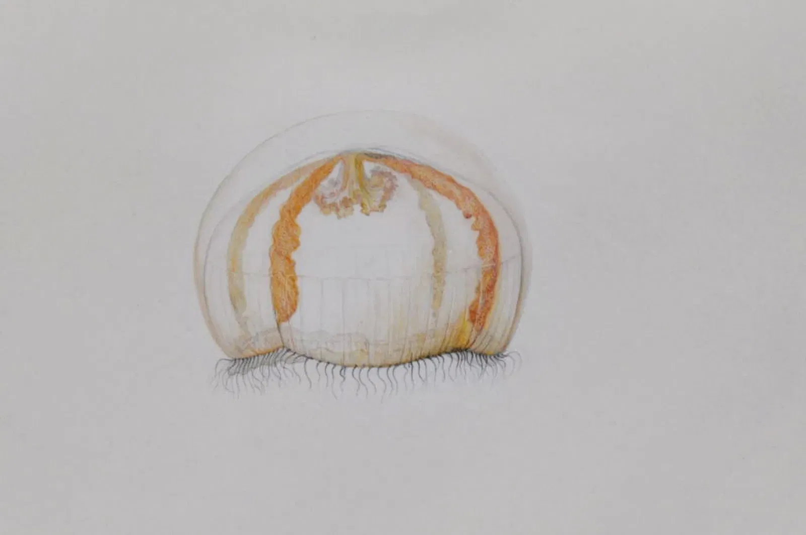 Muséum d'Histoire Naturelle