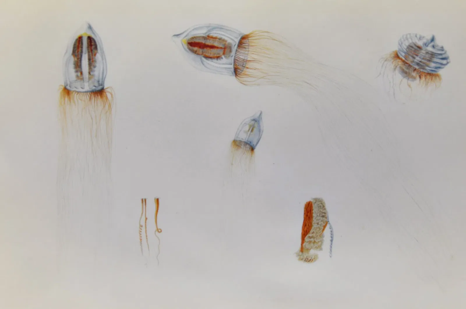 Natural History Museum