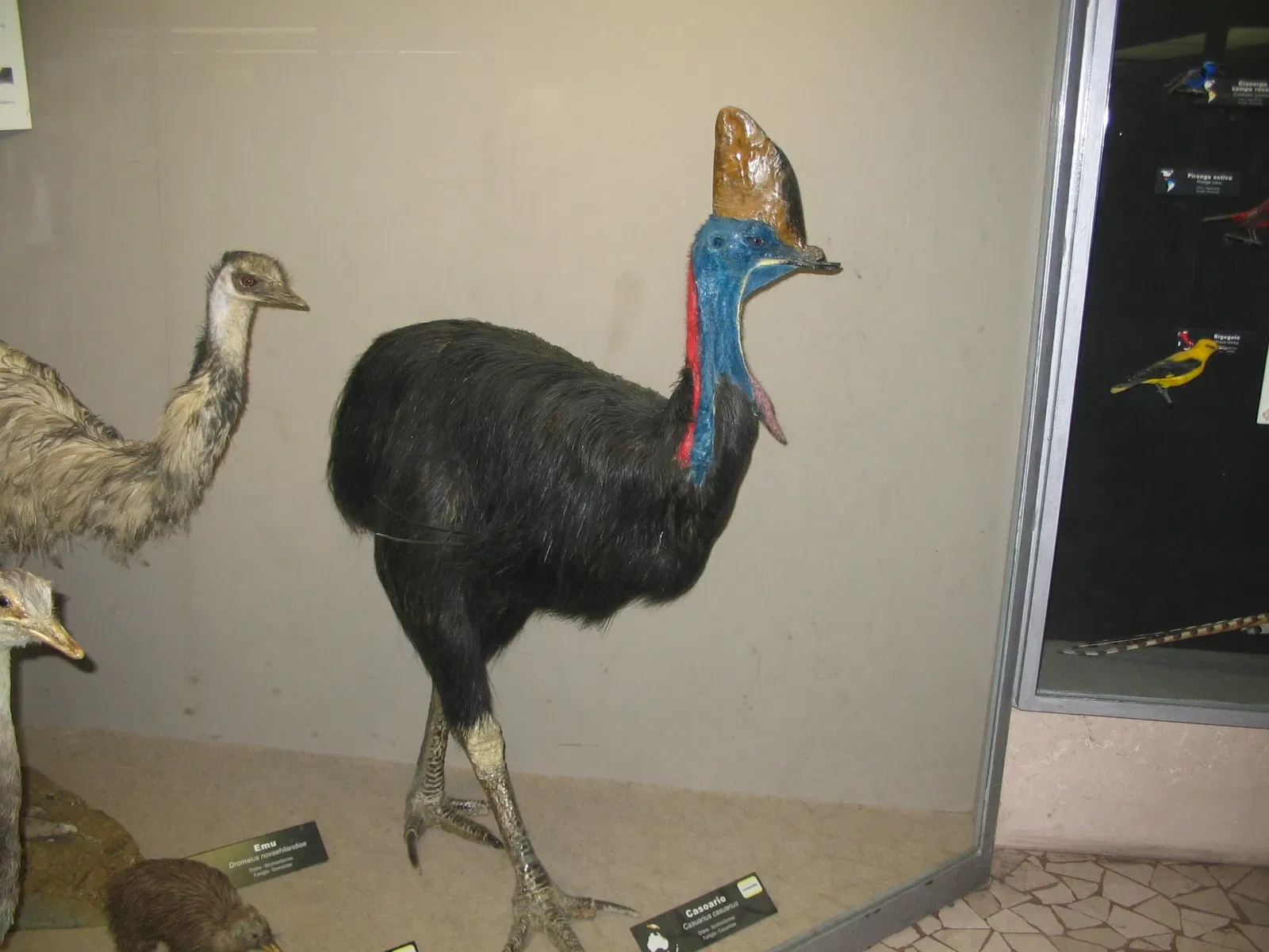 Museo di Scienze Naturali "E. Caffi"