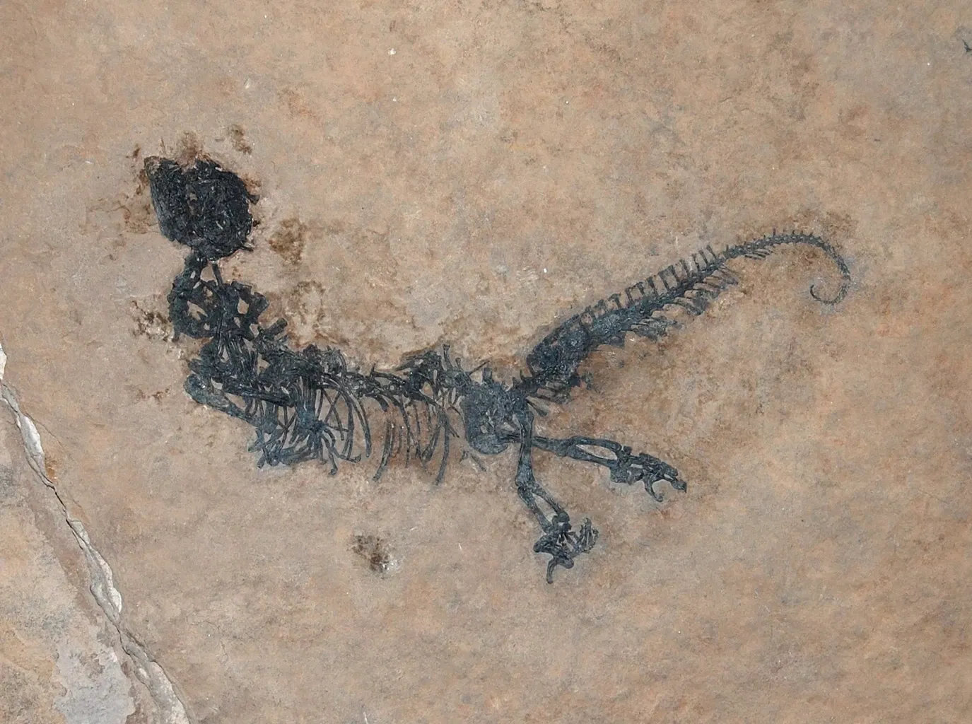 Museo di Scienze Naturali "E. Caffi"