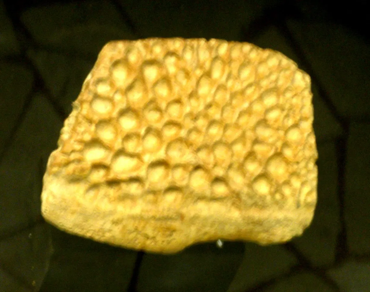 Museo di Scienze Naturali "E. Caffi"