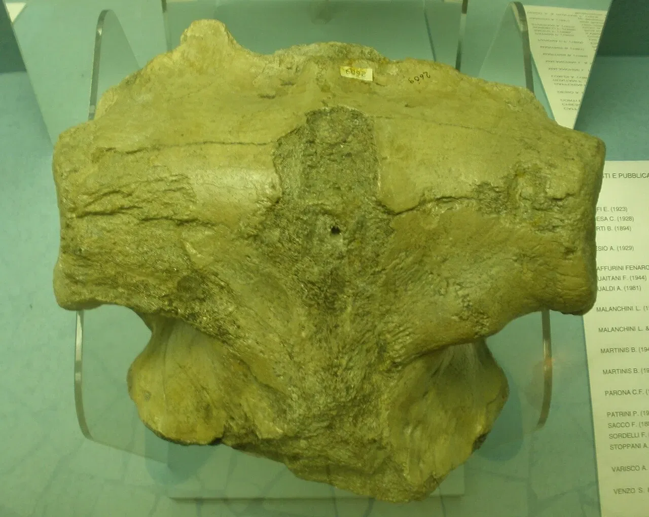 Museo di Scienze Naturali "E. Caffi"