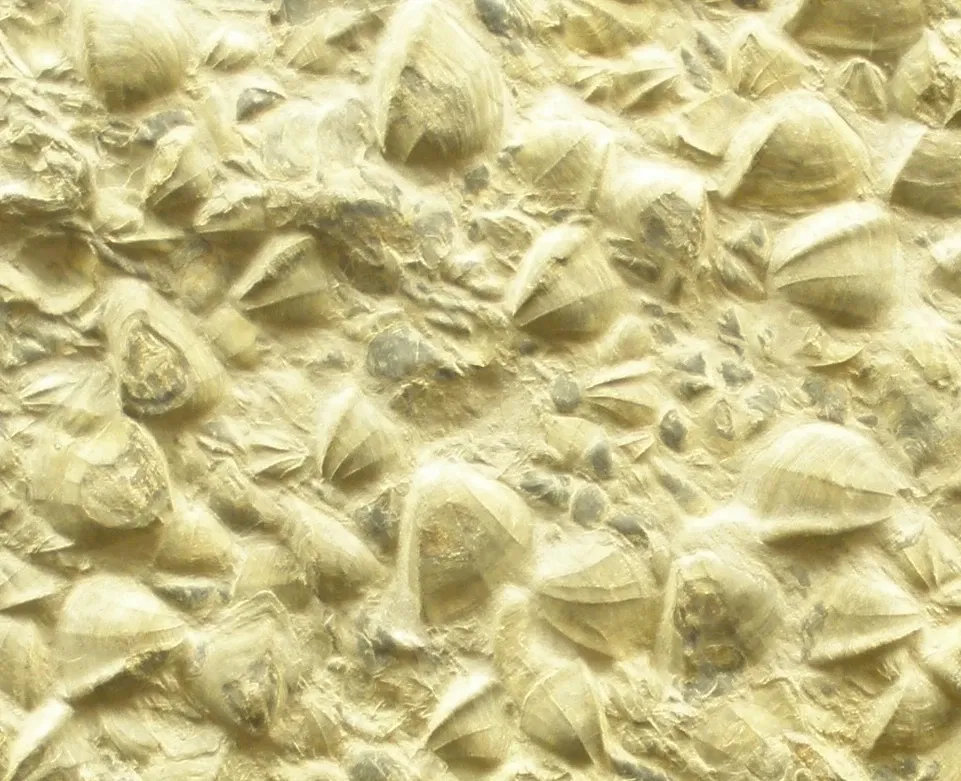 Museo Civico di Scienze Naturali Enrico Caffi