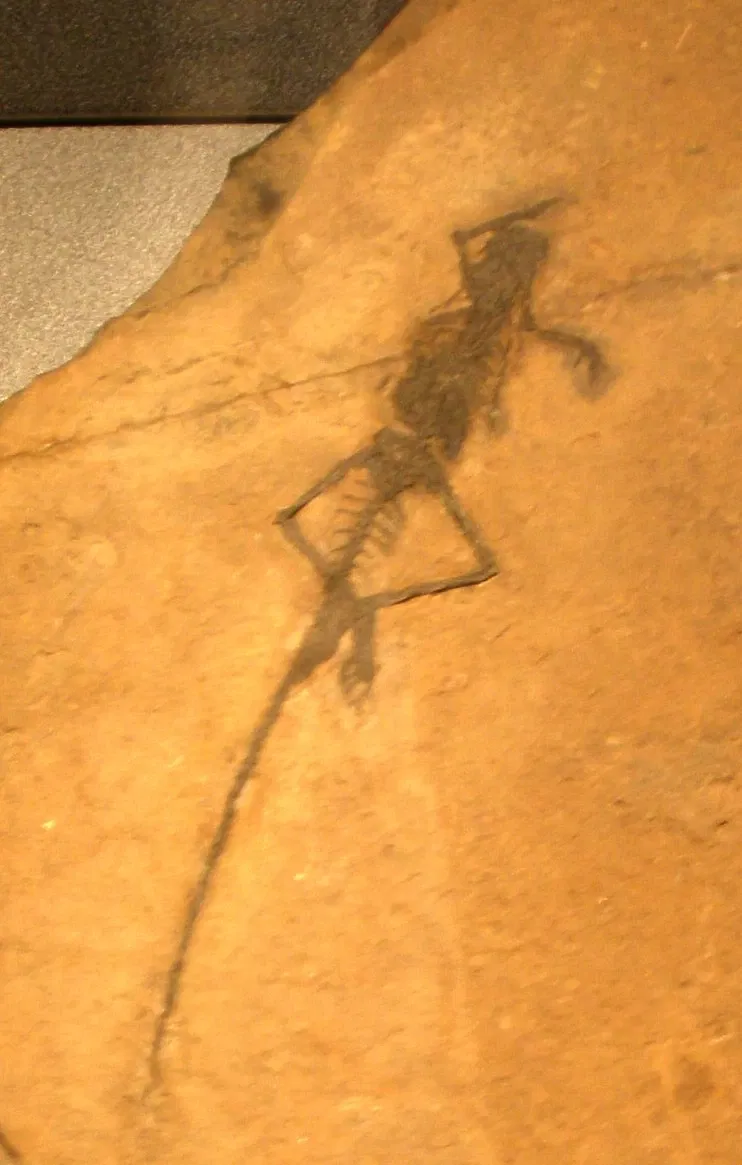 Museo di Scienze Naturali "E. Caffi"