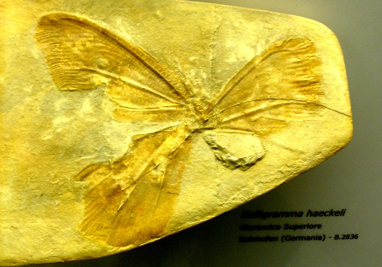 Museo di Scienze Naturali "E. Caffi"