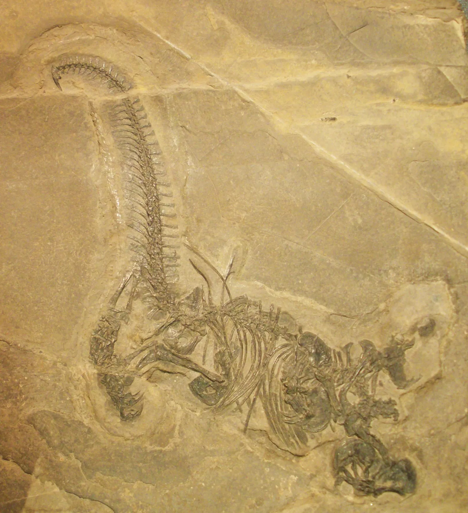 Museo di Scienze Naturali "E. Caffi"