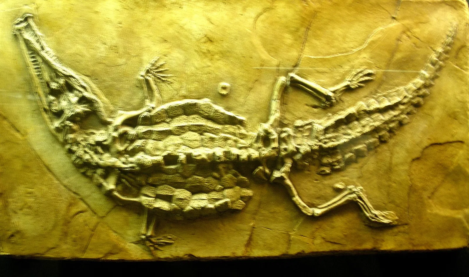 Museo di Scienze Naturali "E. Caffi"