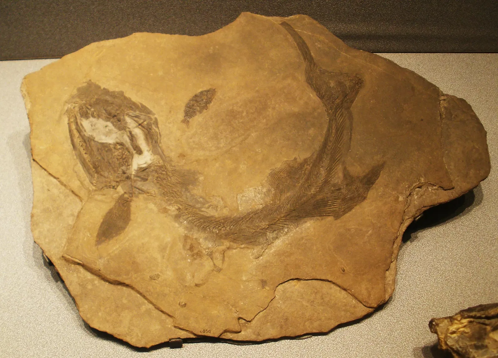 Museo Civico di Scienze Naturali Enrico Caffi