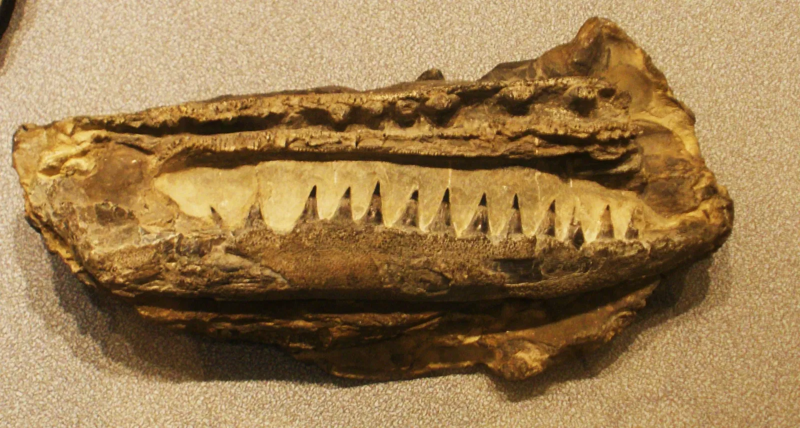 Museo di Scienze Naturali "E. Caffi"