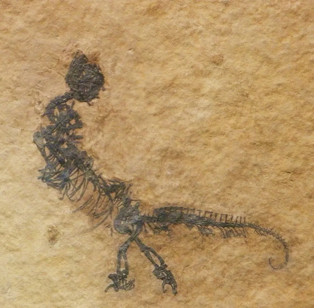 Museo di Storia Naturale