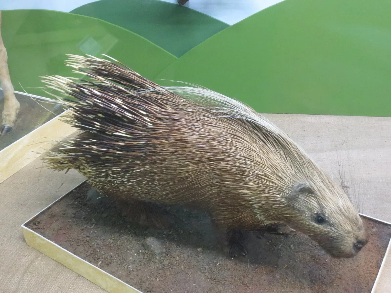 Museo di Storia Naturale