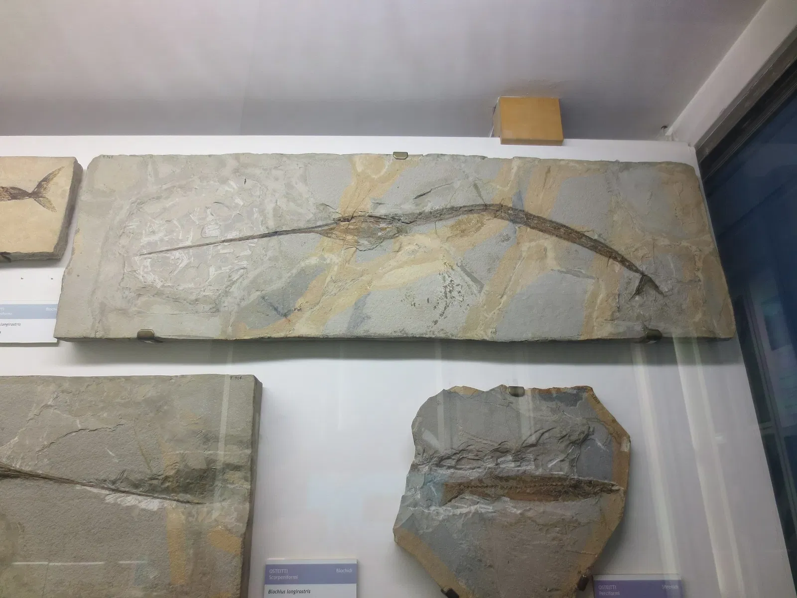 Museo di Storia Naturale