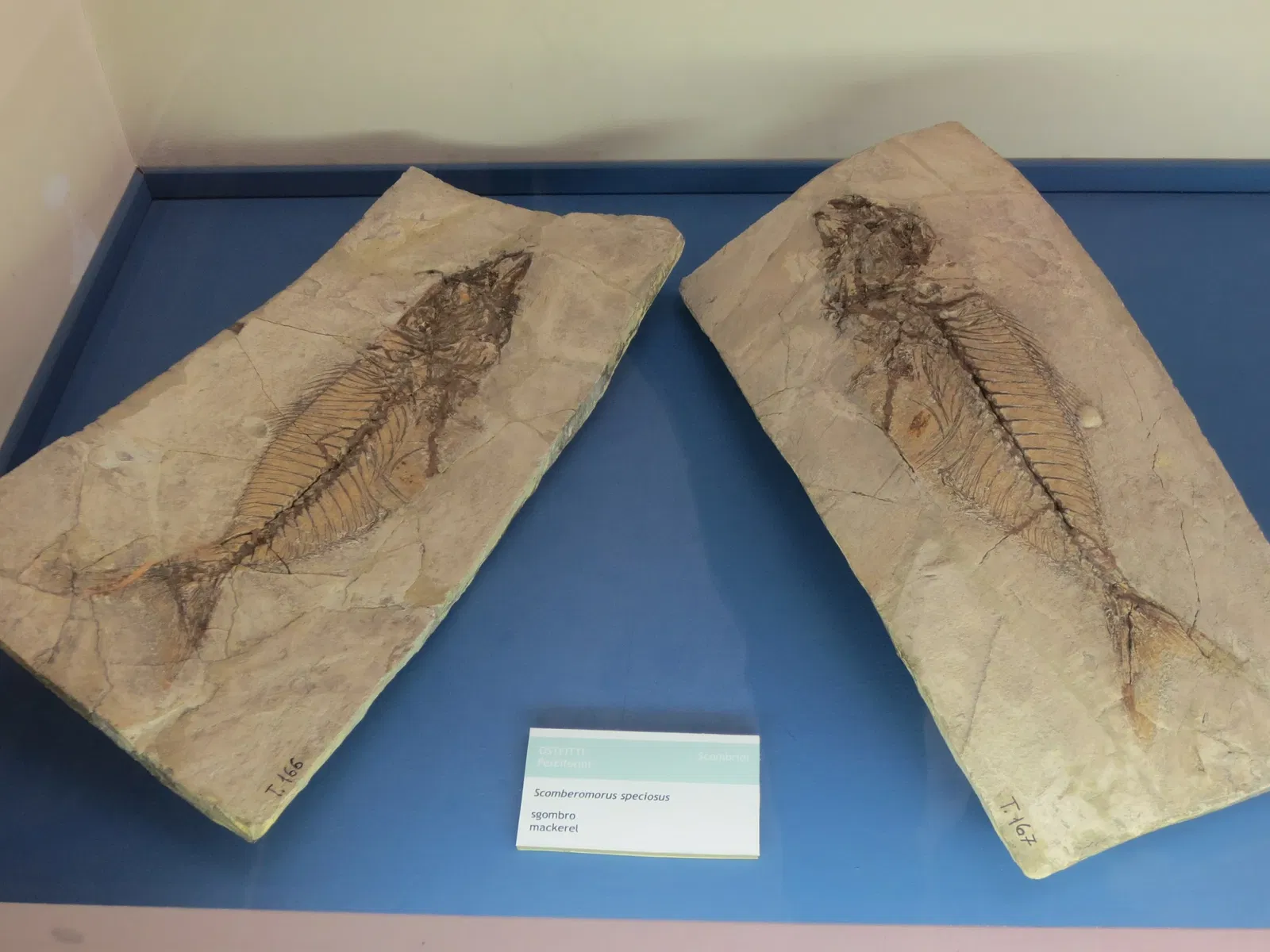 Museo di Storia Naturale