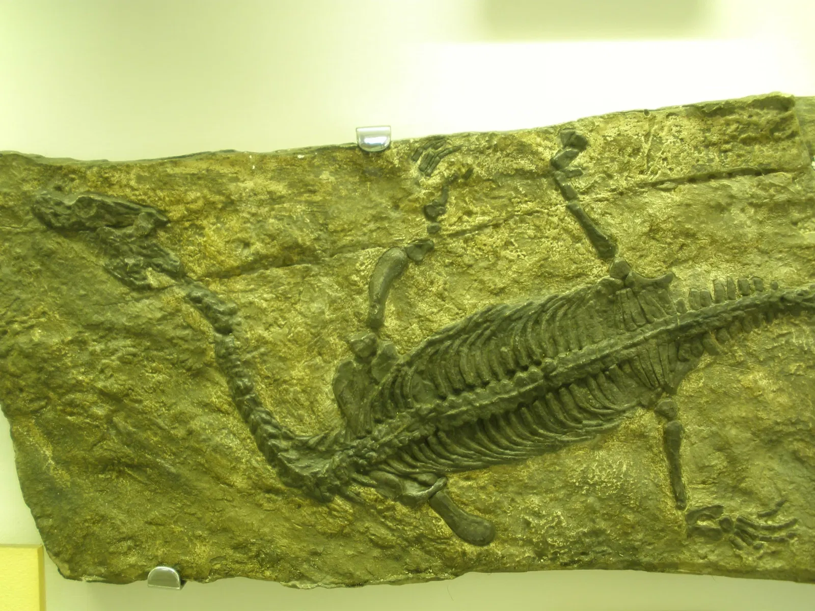 Museo di Storia Naturale