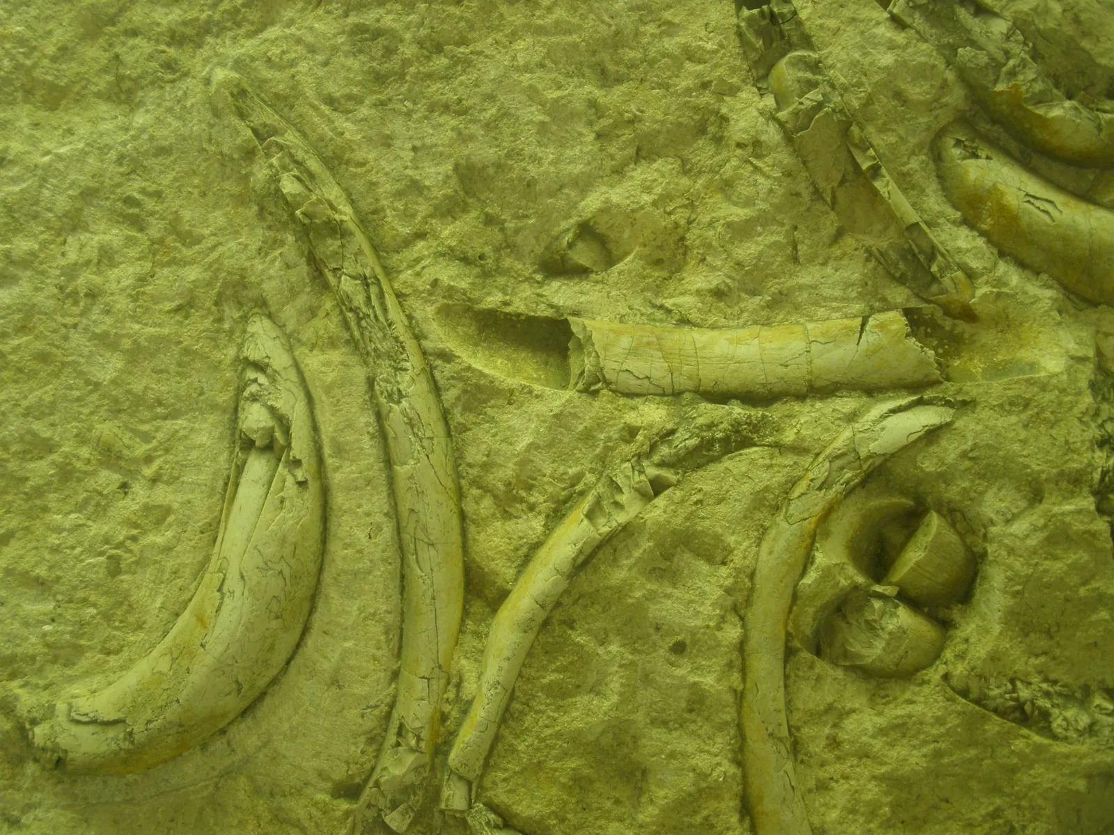 Museo di Storia Naturale