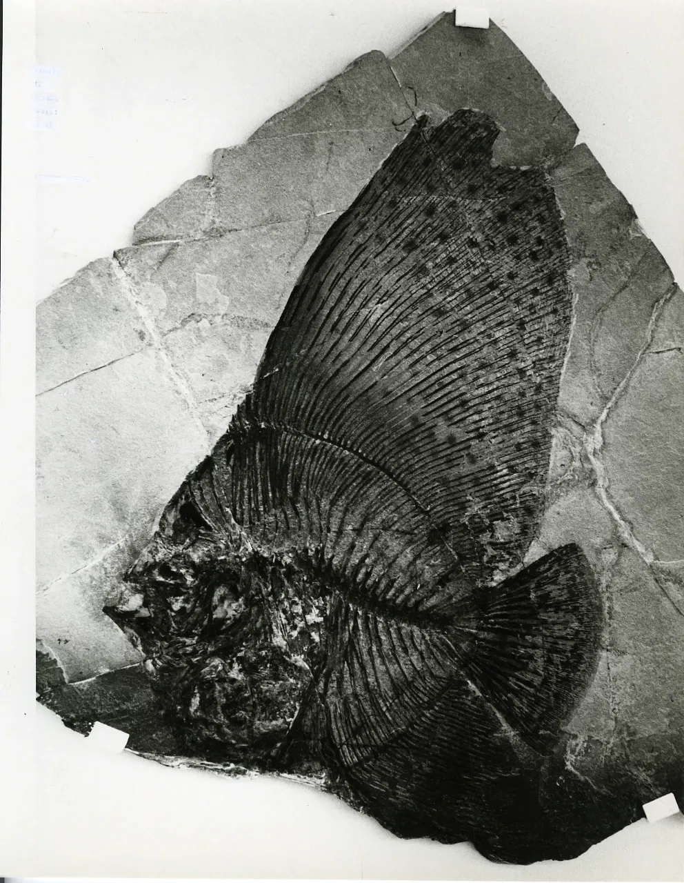 Museo di Storia Naturale