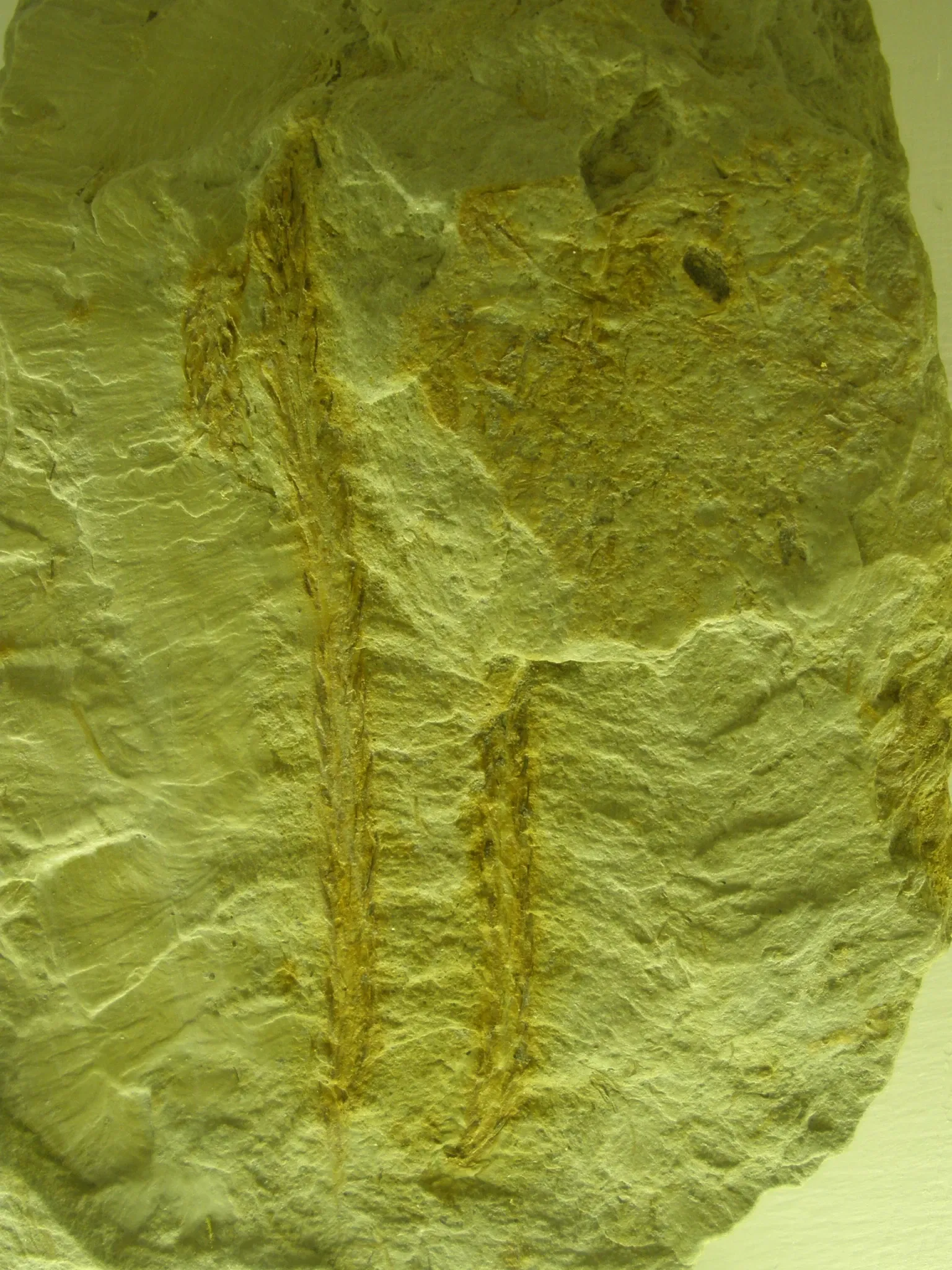 Museo di Storia Naturale