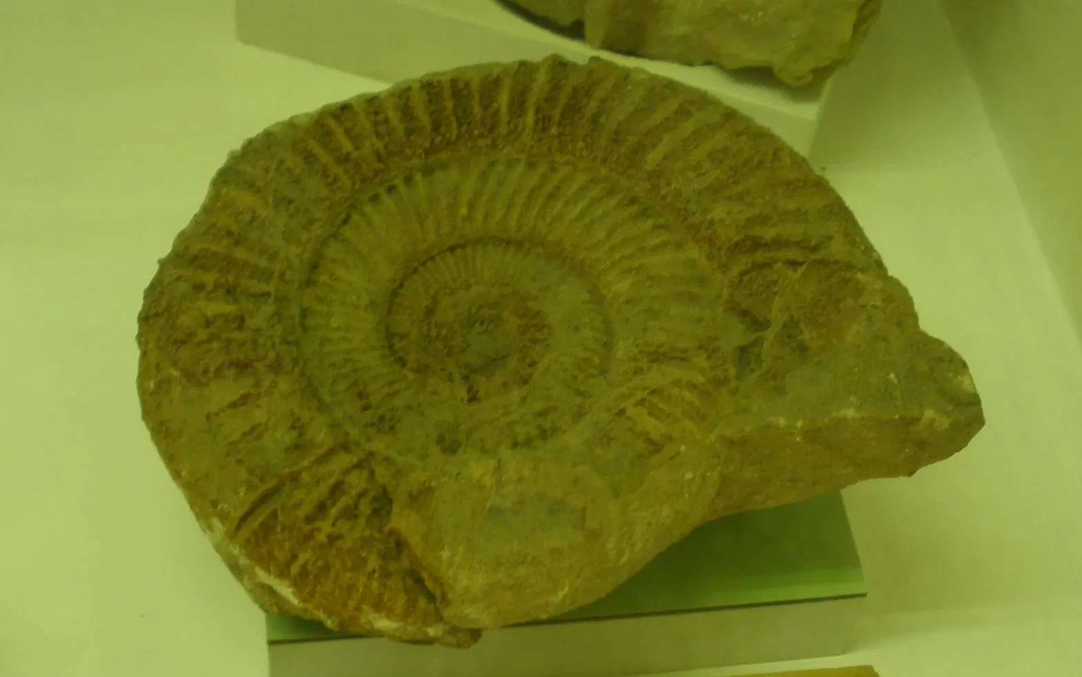 Museo di Storia Naturale