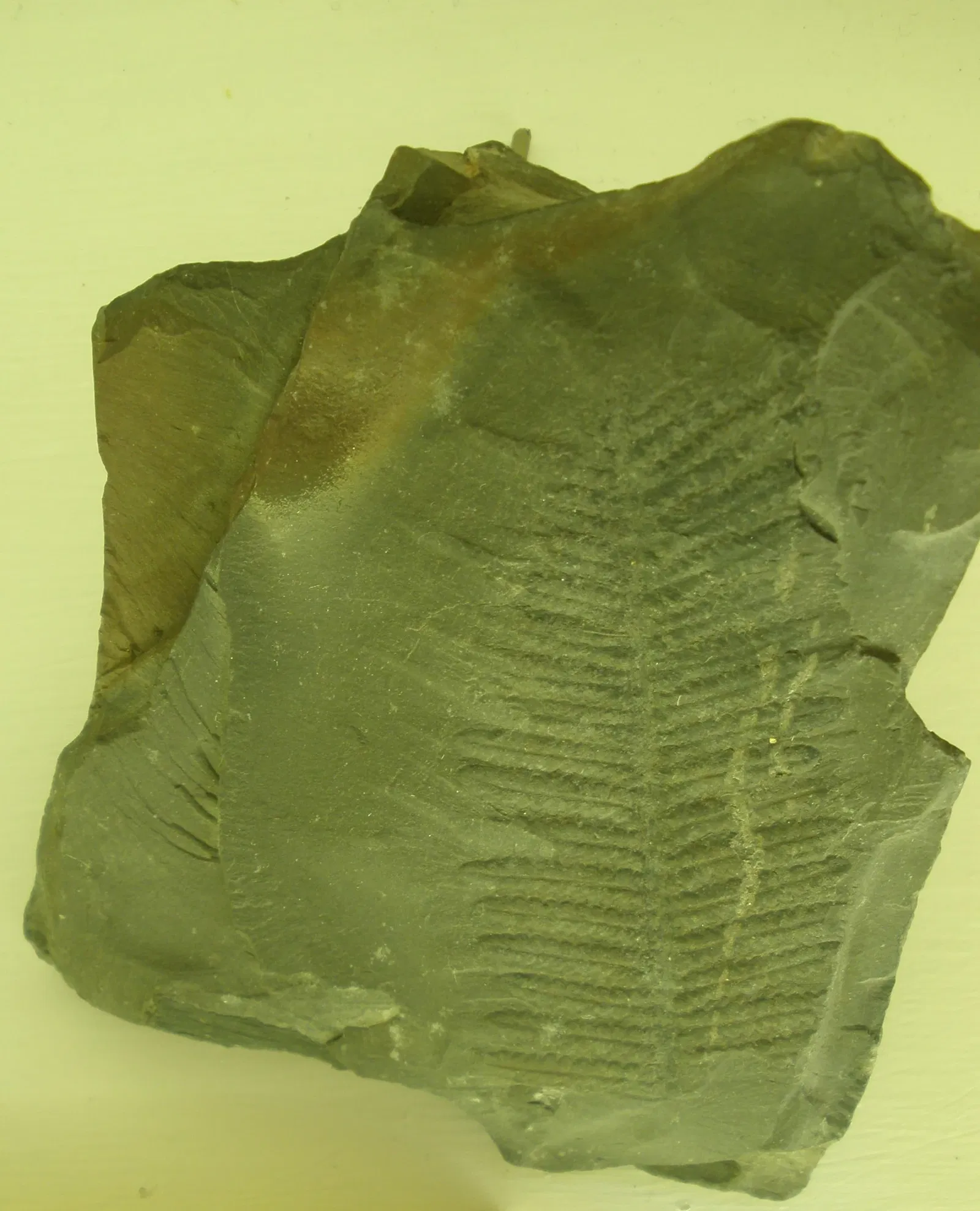 Museo di Storia Naturale