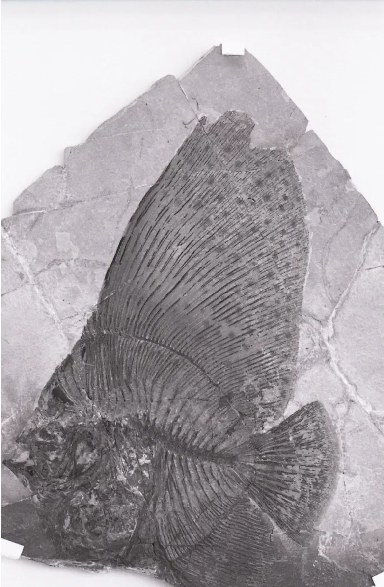 Museo di Storia Naturale