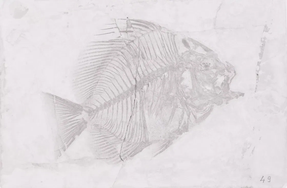 Museo di Storia Naturale