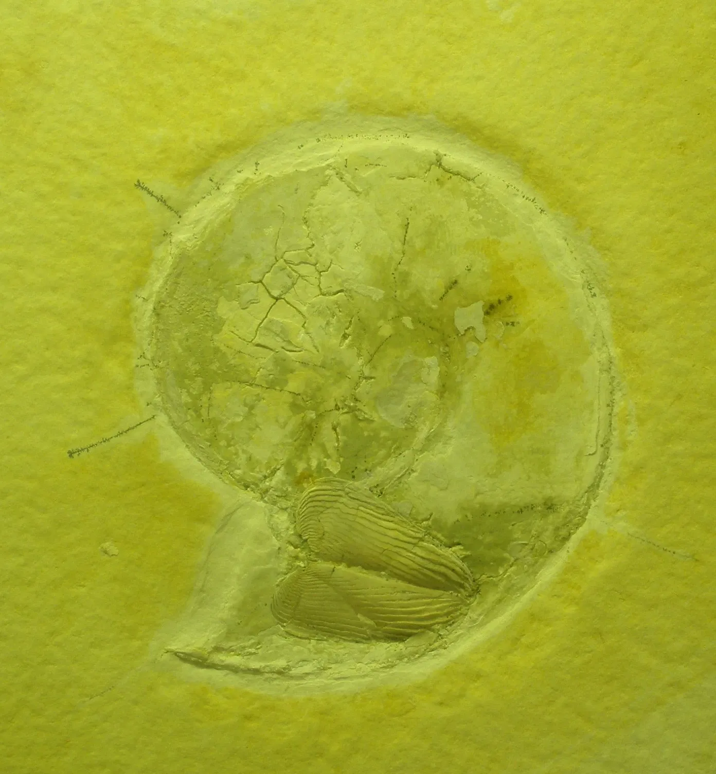 Museo di Storia Naturale