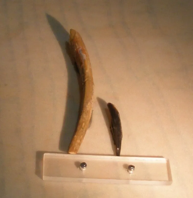 Museo di Storia Naturale